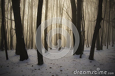 Winter fairy tale landscape in forest on Christmas day Stock Photo