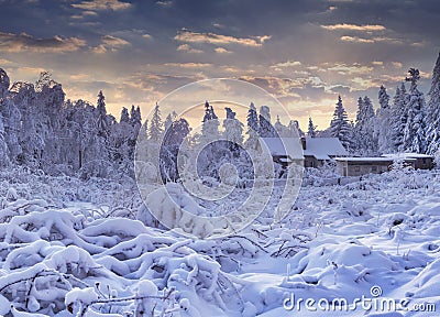 Winter fairytale, heavy snowfall covered the trees and houses in Stock Photo