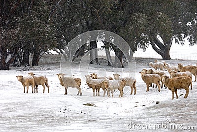 Winter Farm Scene Stock Photo