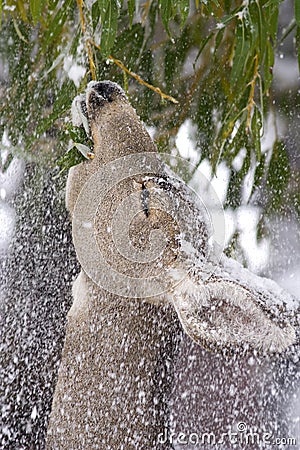 Winter feeding Stock Photo