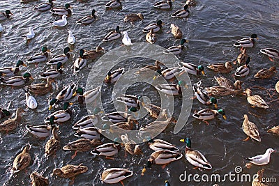 Winter feeding frenzy with ducks and small gulls Stock Photo