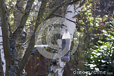 winter feeding garden birds - greenfinch perched on recycled plastic bottle Stock Photo