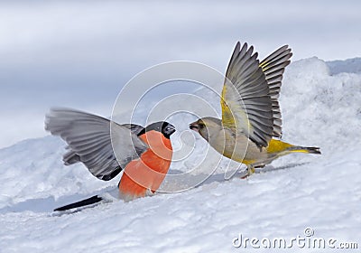 Winter Fight of Bullfinch and Greenfinch Stock Photo