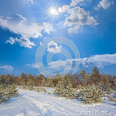 winter fir forest in light of sparkle sun Stock Photo