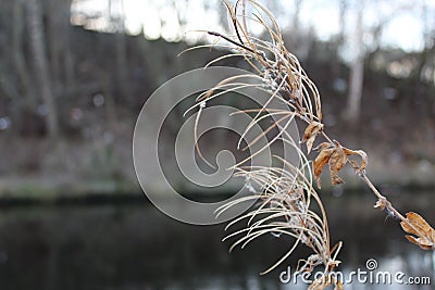 Winter Fireweed by the Canal Stock Photo