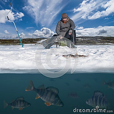 Winter fishing concept. Fisherman in action. Catching perch fish from snowy ice at lake above troop of fish. Double view under Stock Photo