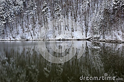 Winter forest Stock Photo