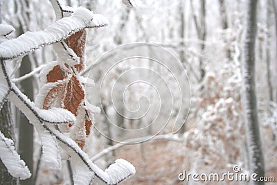 Winter forest Stock Photo