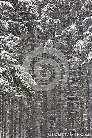 Still life of winter forest Stock Photo