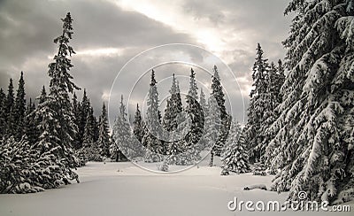 Winter forest Stock Photo