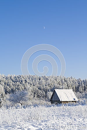 Winter forest Stock Photo