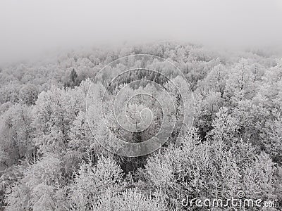 Winter forest Stock Photo