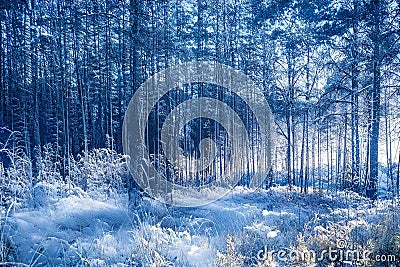 Winter forest Stock Photo