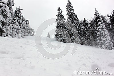 Winter forest in the Carpathian Stock Photo