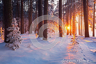 Winter forest. Christmas sunrise in snowy forest. Stock Photo