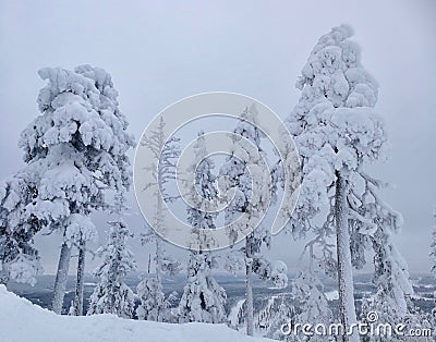Winter Forest clouds Landscape aerial view trees background Travel serene scenery Stock Photo