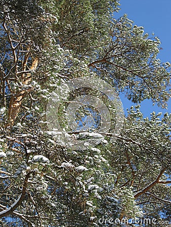 Winter forest covered with blue sky. Stock Photo