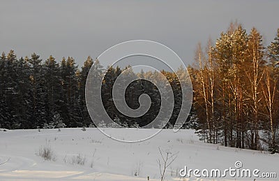 Winter forest glade. Spruce and birch forest. Stock Photo