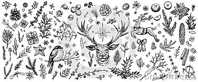 Winter forest hand drawn vector. Vintage Christmas plants. Sketched woodland evergreens clipart. Vector Illustration