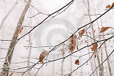 Winter forest landscape. Amazing nature. Stock Photo