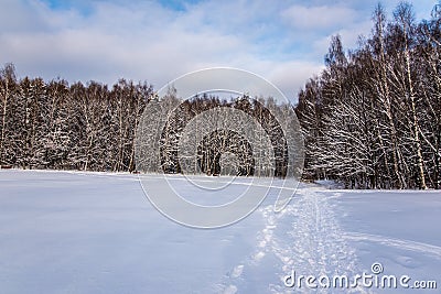 Winter forest landscape Stock Photo