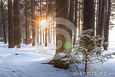 Winter forest landscape. Snowy winter scene of trees in woodland at sunrise. Bright sun rays shine through tree Stock Photo