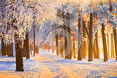 Winter forest with magical sunlight. Landscape with frosty winter forest on Christmas morning. Stock Photo