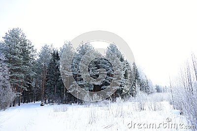 In the winter forest, the mountain range is a ski track. Trees stand in silvery frost. Everything is covered with fluffy snow Stock Photo