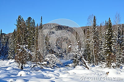 Winter, forest of the mountainous Altai Stock Photo