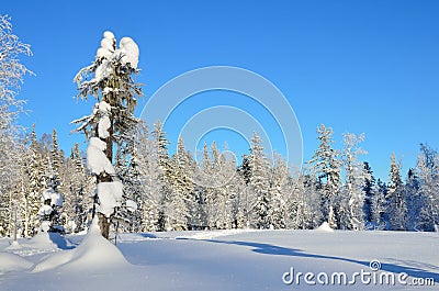 Winter, forest of the mountainous Altai Stock Photo