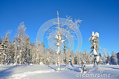 Winter, forest of the mountainous Altai Stock Photo