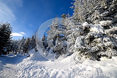 Winter forest in the mountains Stock Photo