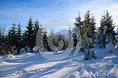 Winter forest in the mountains Stock Photo