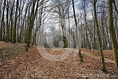 Winter forest near Zochova in Little Carpathians mountain Stock Photo