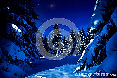 Winter forest at night Stock Photo