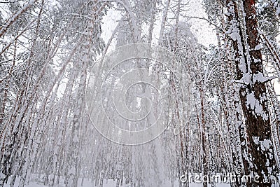 In the winter forest, the severity of the snow breaks the trees Stock Photo