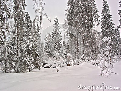 Winter forest. Snow clearing Stock Photo