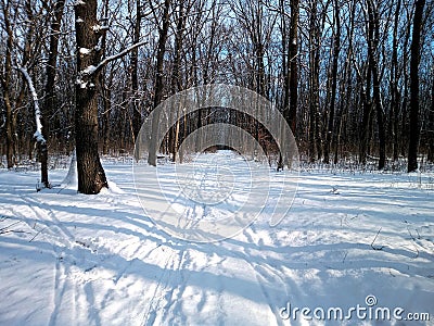 Winter forest in the snow Stock Photo