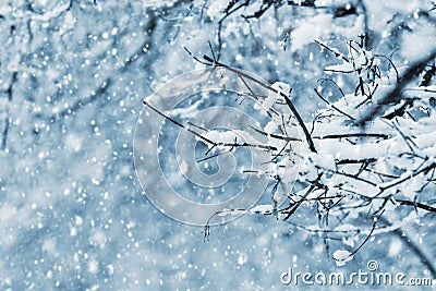 Winter forest during snowfall, tree branches covered with snow Stock Photo