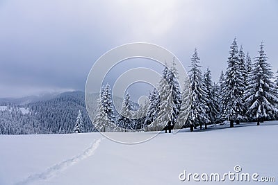 Winter forest of spruce trees poured with snow that like fur shelters the mountain hills covered with snow. Stock Photo