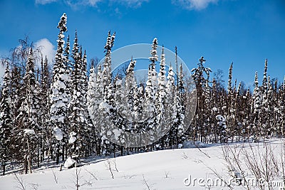 Winter forest in sunny weather against a blue sky Stock Photo