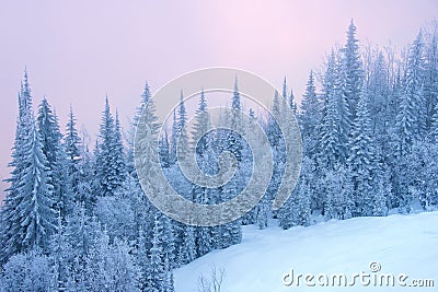 Winter forest Stock Photo