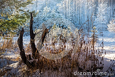 Winter forest sunset lights blue yellow Stock Photo