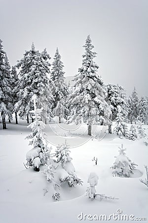 Winter forest in taiga.National park Taganay.Ural. Stock Photo