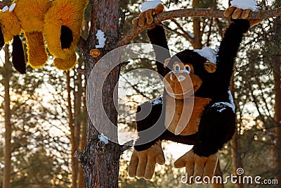 In the winter forest a toy big monkey hangs on a tree Stock Photo