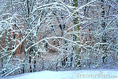 Magic white winter forest with trees. Woods white nature landscape at cold day. Stock Photo