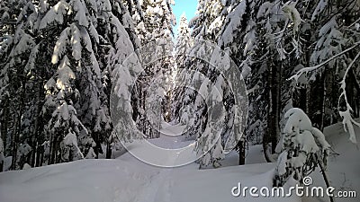 Winter Forest in Washington Stock Photo