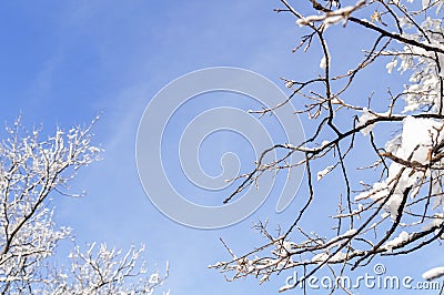 Winter freeze branches forest with cloudy blue sky background Stock Photo