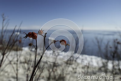 Winter freeze dried ripe rose hips on a coastal blue sky morning background Stock Photo