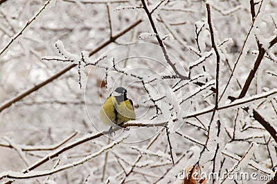 Winter front view of a raked yellow Caucasian titmouse in snowy Stock Photo